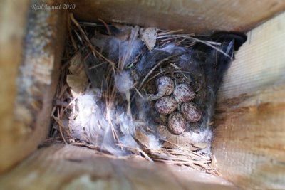 Tyran hupp (Great Crested Flycatcher)