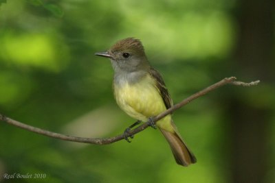 Tyran hupp (Great Crested Flycatcher)