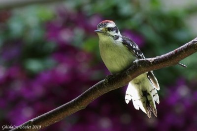 Pic mineur (Downy Woodpecker)