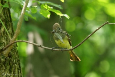 Tyran hupp (Great Crested Flycatcher)