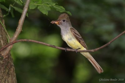 Tyran hupp (Great Crested Flycatcher)