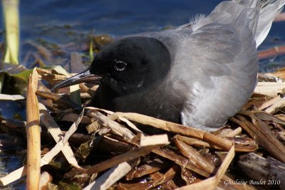 Guifette noire (Black Tern)