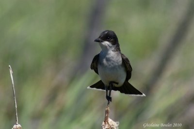 Tyran tritri (Eastern kingbird)