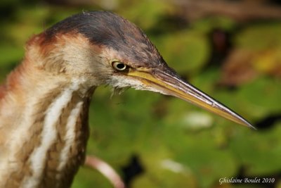 Petit Blongios (Least Bittern)