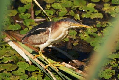 Petit Blongios (Least Bittern)