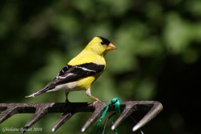 Chardonneret jaune (American Goldfinch)