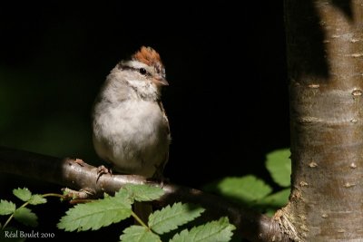 Bruant familier (Chipping Sparrow)