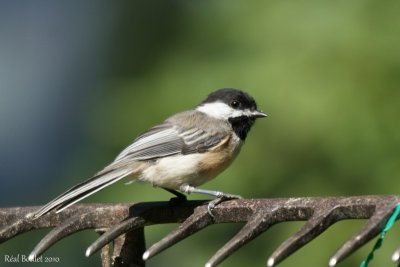 Msange  tte noire (Black-capped Chickadee)