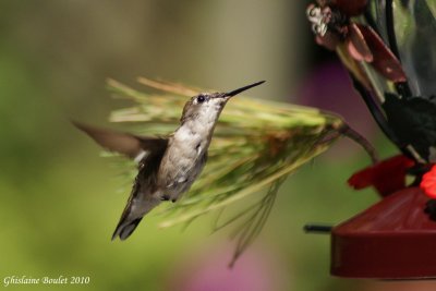 Colibri  gorge rubis (Ruby-throated Hummingbird)