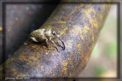 Balanin des noisettes (Curculio nucum linn)