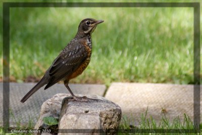 Merle d'Amrique (American Robin)