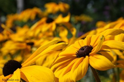 Rudbeckie