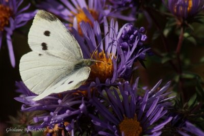 Piride du chou - Pieris rapae 