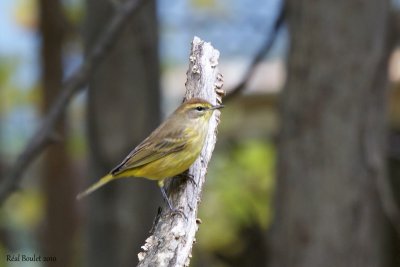 Paruline  couronne rousse (Palm Warbler)