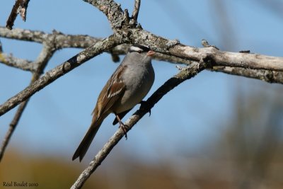 Bruant  couronne blanche (White-crowned Sparrow)