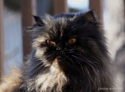 Praline