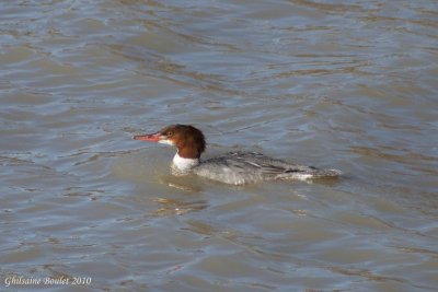 Grand Harle (Common Merganser)