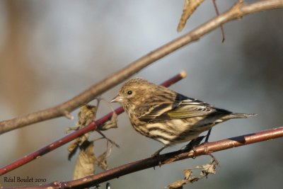 Tarin des pins (Pine Siskin)