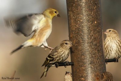 Tarin des pins (Pine Siskin)