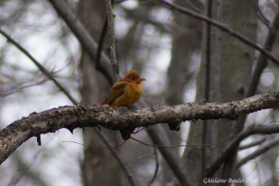 Piranga vermillon (Summer Tanager)