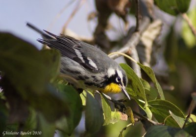 Paruline  gorge jaune (Yellow-throated Warbler)