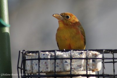 Piranga vermillon (Summer Tanager)