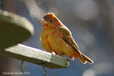 Piranga vermillon (Summer Tanager)