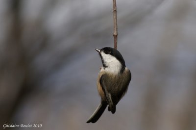 Msange  tte noire (Black-capped Chickadee)