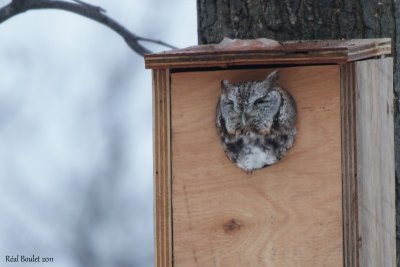 Petit-duc macul (Eastern Screech-Owl)