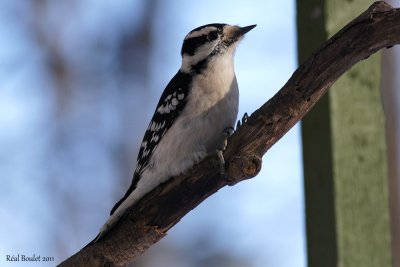 Pic mineur (Downy Woodpecker)