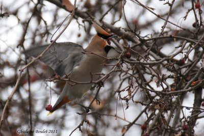 Jaseur boréal (Bohemian Waxwing)