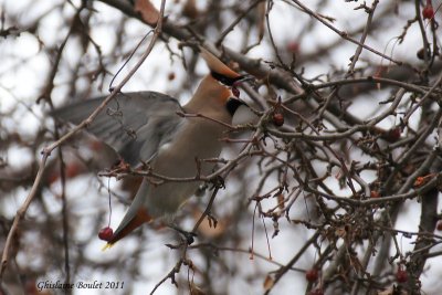 Jaseur boral (Bohemian Waxwing)