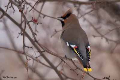 Jaseur boral (Bohemian Waxwing)