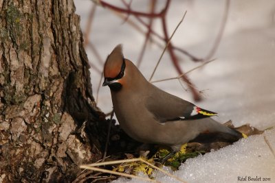 Jaseur boral (Bohemian Waxwing)