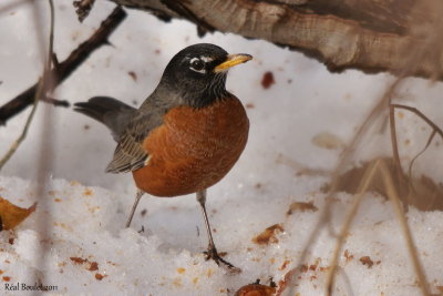 Merle d'Amérique (American Robin)