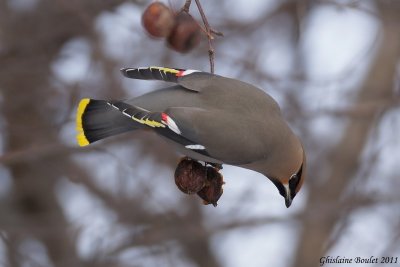 Jaseur boral (Bohemian Waxwing)