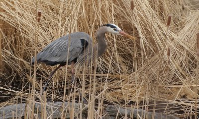 Heron