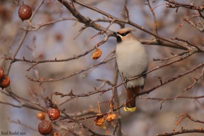 Jaseur boréal (Bohemian Waxwing)