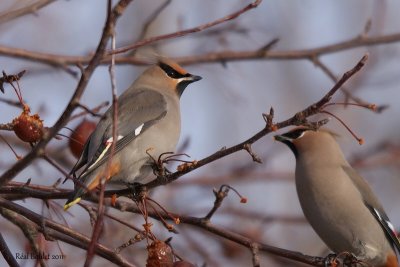 Jaseur boréal (Bohemian Waxwing)
