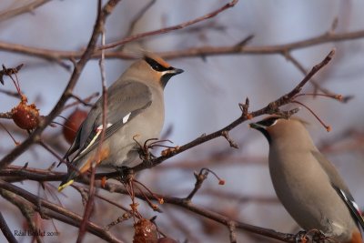 Jaseur boral (Bohemian Waxwing)