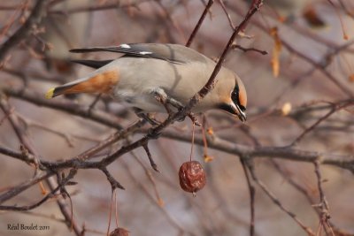 Jaseur boral (Bohemian Waxwing)