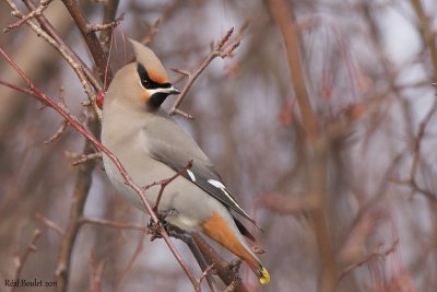 Jaseur boral (Bohemian Waxwing)