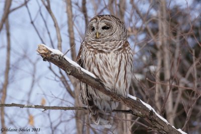 Chouette raye (Barred Owl)