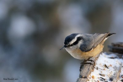 Sittelle à poitrine rousse (Red-breasted Nuthatch)