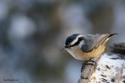 Sittelle  poitrine rousse (Red-breasted Nuthatch)