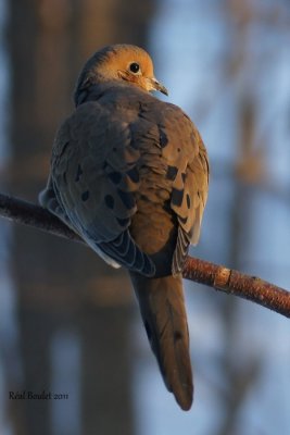 Tourterelle triste (Mourning Dove)