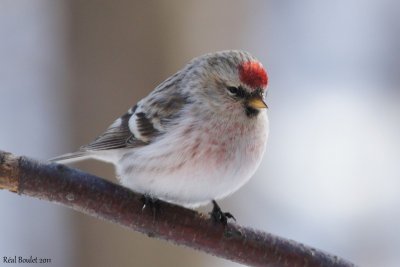 Sizerin blanchâtre (Hoary Redpoll)