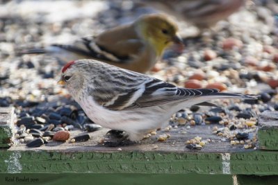 Sizerin blanchâtre (Hoary Redpoll)