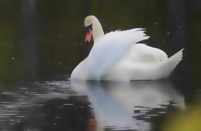 Cygne