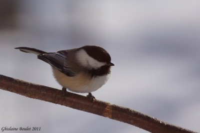 Mésange à tête noire (Black-capped Chickadee)